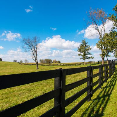 Green pastures of horse farms. Country landscape.