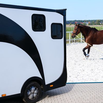 Horse vehicle. Carriage for horses. Auto trailer horse trailer. Sport horses are in the trailer for the trip on competitions.