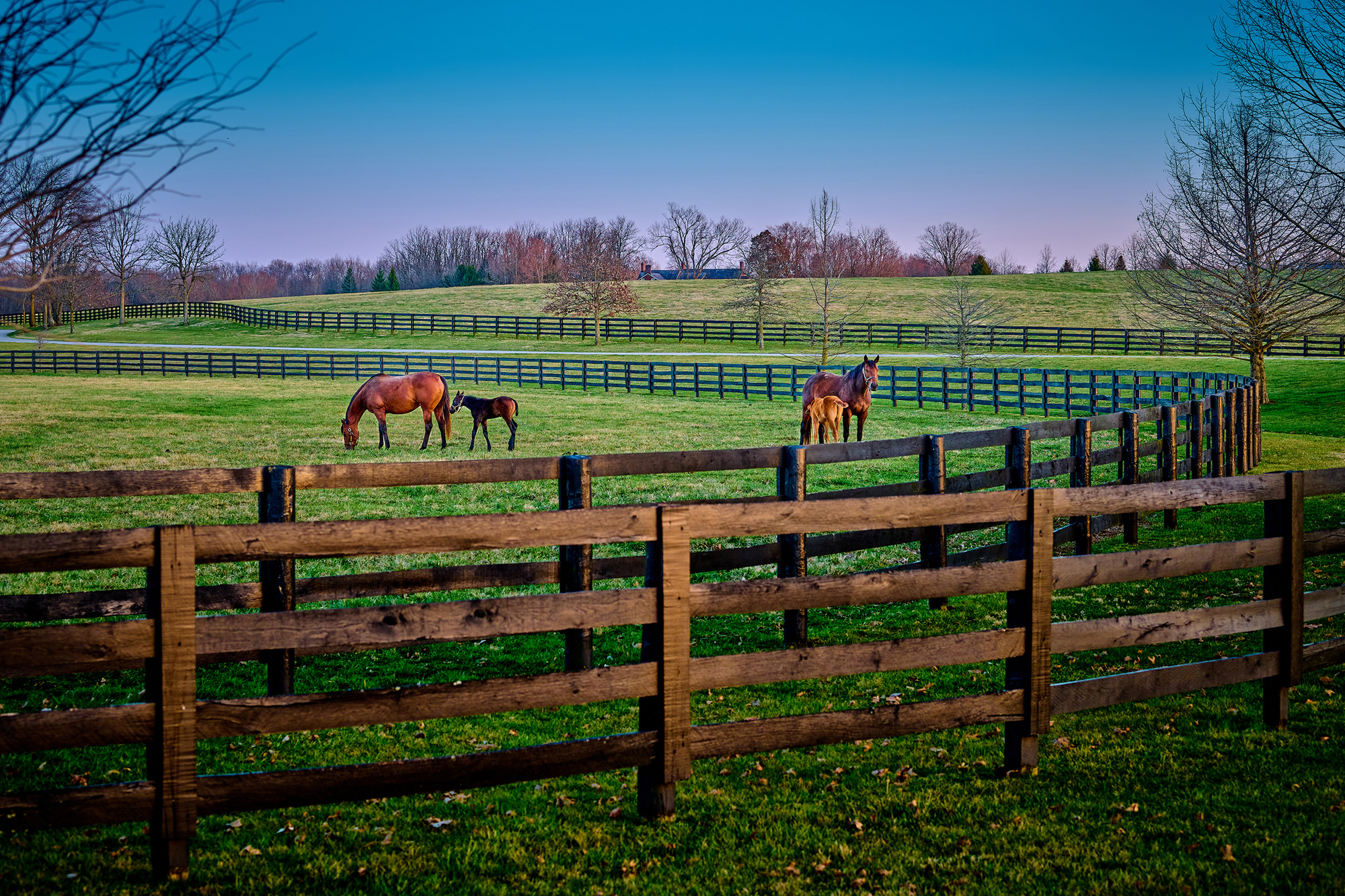 A pair of mares and foals grazing on early spring grass at a tho