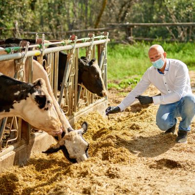 male cow veterinarian at farm takes analyzes Male cow veterinarian wearing an antivirus mask at farm takes analyzes.